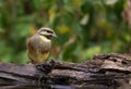 Female Cirl Bunting perching on wooden log