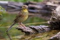 Female Cirl Bunting at waterhole