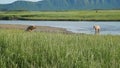 Bears in stream, Hallo Bay, Katmai, Alaska