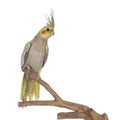 Female Cockatiel bird on white background Royalty Free Stock Photo