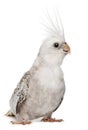 Female Cockatiel, Nymphicus hollandicus Royalty Free Stock Photo
