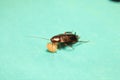 American cockroach eating leftovers on green background. Cockroaches are insects Royalty Free Stock Photo