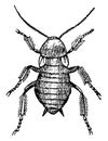 Female Cockroach, vintage illustration