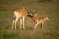 Female Coke hartebeest nuzzles baby in savannah Royalty Free Stock Photo