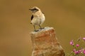 Female of Collalba Rubia in the rocks