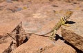 Female Collared Lizard Royalty Free Stock Photo