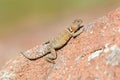 Female Collared Lizard Royalty Free Stock Photo