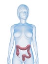 Female colon