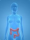 Female colon Royalty Free Stock Photo