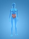 Female colon and intestines Royalty Free Stock Photo