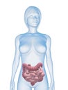 Female colon and intestines