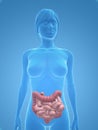 Female colon and intestines