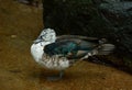 Female Comb Duck (Sarkidiornis melanotos)