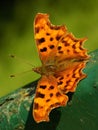 Female Comma Butterfly - Polygonia C Album