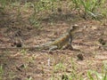 Female of the common agama Royalty Free Stock Photo