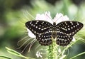 Female Common Archduke butterfly resting on flower