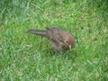 Female common blackbird scient. name Turdus merula bird animal