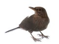 Female Common Blackbird