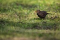 Female Common Blackbird eating a worm Royalty Free Stock Photo