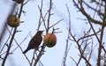 Female common blackbird (Turdus merula) sitting on a bare tree with an apple Royalty Free Stock Photo
