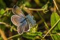 Female of common blue butterfly on grass Royalty Free Stock Photo