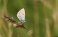 A female Common Blue Butterfly Polyommatus icarus perched on a grass seed head. Royalty Free Stock Photo