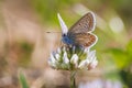 Female Common Blue butterfly Polyommatus icarus pollinating closeup Royalty Free Stock Photo