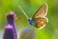 Female Common Blue butterfly Polyommatus icarus pollinating closeup Royalty Free Stock Photo