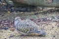 The female common bronzewing Phaps chalcoptera