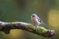 Female common chaffinch Royalty Free Stock Photo