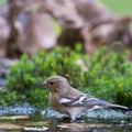 Female common chaffinch Royalty Free Stock Photo