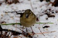 Female common chaffinch. Royalty Free Stock Photo