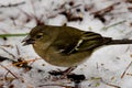 Female common chaffinch.