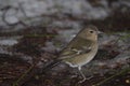 Female common chaffinch. Royalty Free Stock Photo