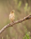 Female Common Chaffinch Royalty Free Stock Photo