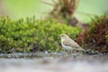 Female common chaffinch Royalty Free Stock Photo