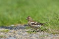 A female Common Chaffinch standing on a meadow Royalty Free Stock Photo