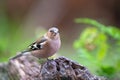 Female common chaffinch Royalty Free Stock Photo