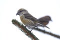 Female Common Crossbill (Loxia curvirostra) Royalty Free Stock Photo