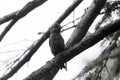 Female common crossbill, Loxia curvirostra, in a spruce tree Royalty Free Stock Photo