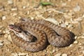 Female common crossed adder on ground Royalty Free Stock Photo