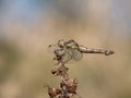 Female Common Darter aka Sympetrum striolatum with rather malformed abdomen. Royalty Free Stock Photo