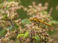 Female Common Darter dragonfly aka Sympetrum striolatum, profile, resting on nettle. Royalty Free Stock Photo