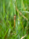 Female Common darter dragonfly aka Sympetrum striolatum seen from above. After rain so raindrops visible. Royalty Free Stock Photo