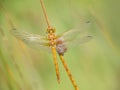 Female Common Darter dragonfly aka Sympetrum striolatum seen from above. Royalty Free Stock Photo