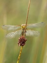 Female Common Darter dragonfly aka Sympetrum striolatum seen from the front. Vertical shot. Royalty Free Stock Photo