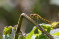 Female Common Darter Dragonfly in British Summer Royalty Free Stock Photo