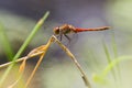 Female Common Darter Dragonfly in British Summer Royalty Free Stock Photo