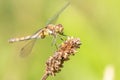 Female Common Darter Dragonfly Eating Royalty Free Stock Photo