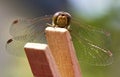 Female Common darter dragonfly face macro on clothes peg